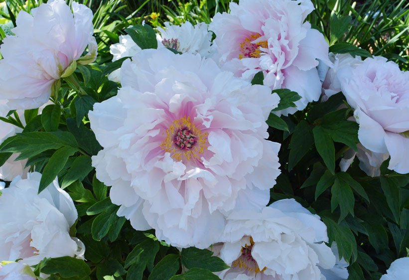picture When Do Peonies Bloom In Minnesota 2020 mps photo share minnesota peony